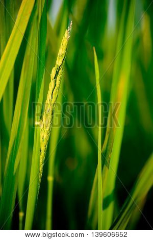 young rice seeds in the paddy field.