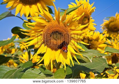 Sunflowers In The Field