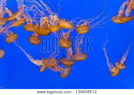 Beautiful Jelly Fishes In The Aquarium With Blue Background