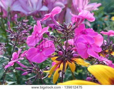Flowers In The Garden. Summer Fresh Flowers.