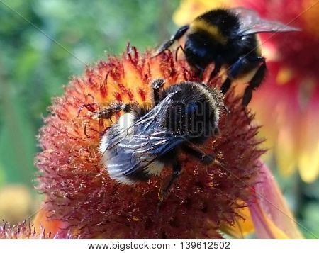 Honeybee Harvesting Pollen from summer fresh flowers