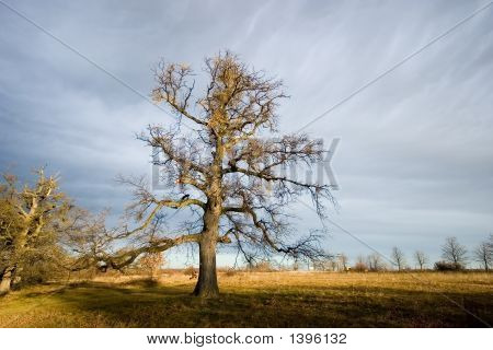 Árbol de luz