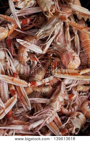 Scampi In A Fish Store