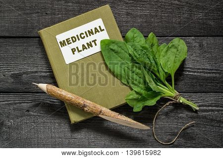 Common medicinal plant plantain (Plantago major) and directory herbalist on an old wooden table