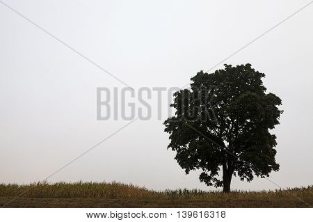 One Tree Growing In The Field, Photographed Close Up In The Fog, Autumn