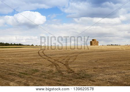 Photographed Agricultural Field On Which Grow Cereals, Wheat