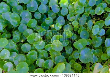 centella asiatica Asiatic Pennywort(Centella asiatica (Linn.) Urban.)