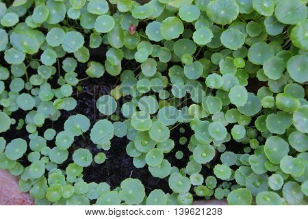centella asiatica Asiatic Pennywort(Centella asiatica (Linn.) Urban.)