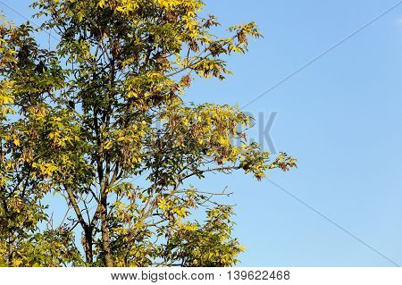 Photographed Close-up Of Yellowed In The Autumn, The Maple Leaf, Autumn Season, A Small Depth Of Fie