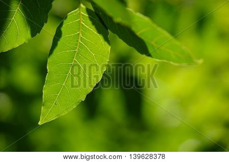 Neem Leaves,azadirachta Indica,medicinal Plant