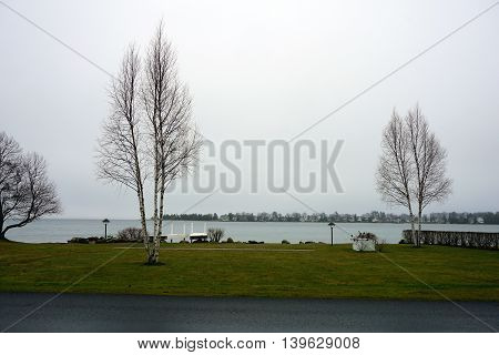 White birch trees (Betula papyrifera) grow along the lakefront in Wequetonsing, Michigan.