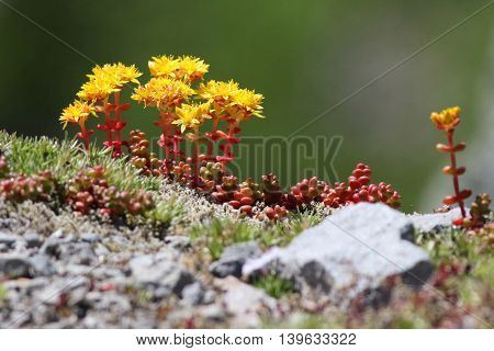 Cascade Stonecrop flowers (Sedum divergens) in bloom