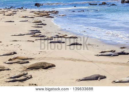 Sealions Relax And Sleep At The Sandy Beach