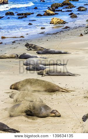 Sealion  Relaxes And Sleeps At The Sandy Beach