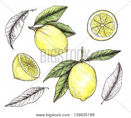 Hand Drawn Vector Illustration - Collections Of Colorful Lemons. Blossom Plant With Leaves. Watercol
