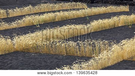 Field On Volcanic Soil With Golden Row Of Corn In Lanzarote