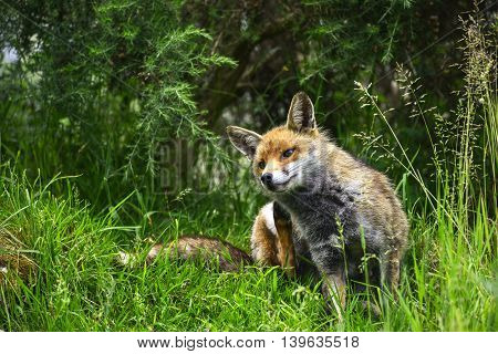 Stunning Male Fox In Long Lush Green Grass Of Summer Field