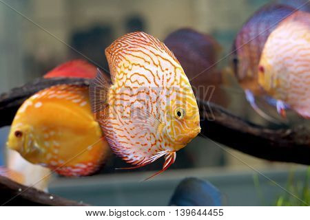 Pompadour Or Symphysodon Fish