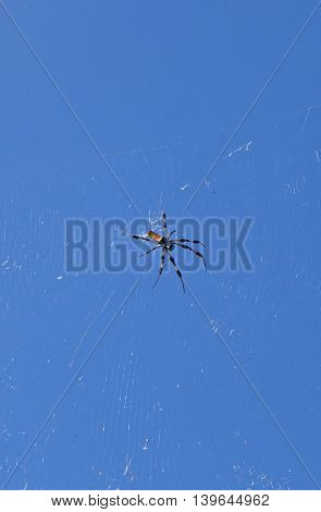 spider in its web against a blue sky