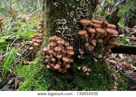 a group of Armillaria on tree in the moss