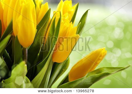 Gule tulipaner