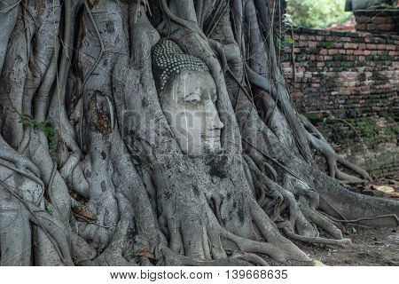 The small-headed temple,Buddha head in tree Wat Mahathat,thailand,Ayutthaya,Ayutthaya,