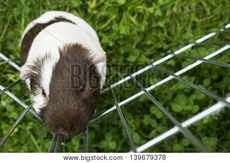 Guinea pig trying to escape from the paddock outside in the garden. Guinea pig (Cavia porcellus) is a popular household pet.