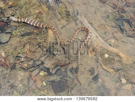 A Water Snake finished Eating Prey at the edge of a pond.