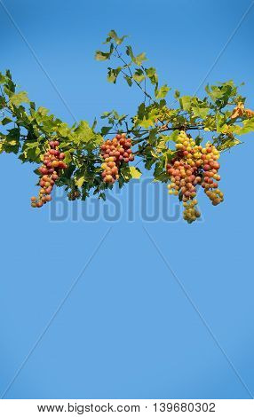 Grapes green and red ripening on a vine in sunshine against blue sky Mallorca in July.