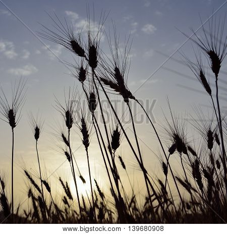 Wheat field backlit at sunrise in early summer