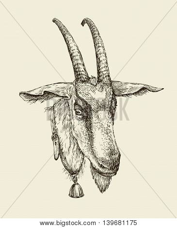 Hand-drawn goat. Sketch a farm animal. Vector illustration