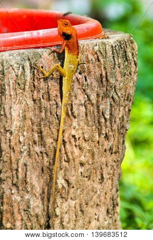 Long Lizard with red head sneering at the camera