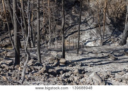 Charred Trees Following A Forest Fire In Troodos,cyprus