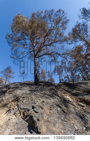 Burned Trees On Cliff After A Forest Fire- Troodos, Cyprus.