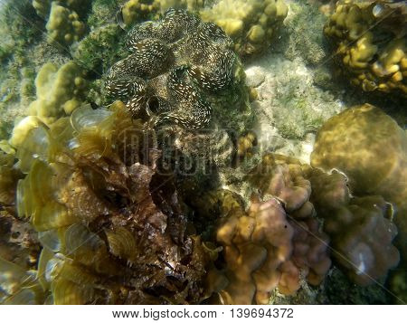 Clownfish and sea anemone Population and Environment in sea of Thailand.