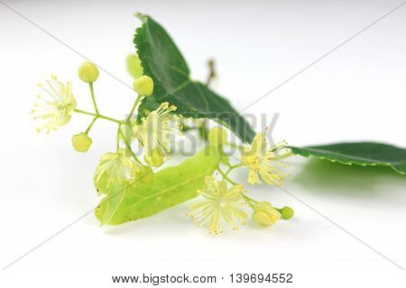 Tilia cordata (linden buds flower leaves) on white background with shadow.