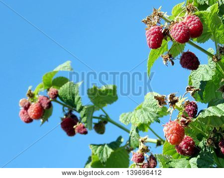 Raspberry branchs on field of the Whittamore's Farm in Markham Ontario 23 July 2016 Canada