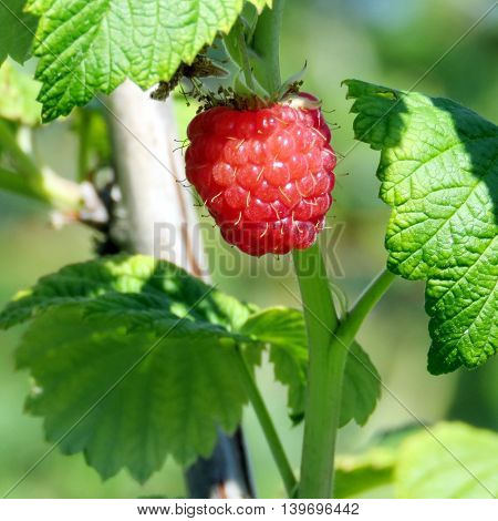 Raspberry isolated on field of the Whittamore's Farm in Markham Ontario 23 July 2016 Canada