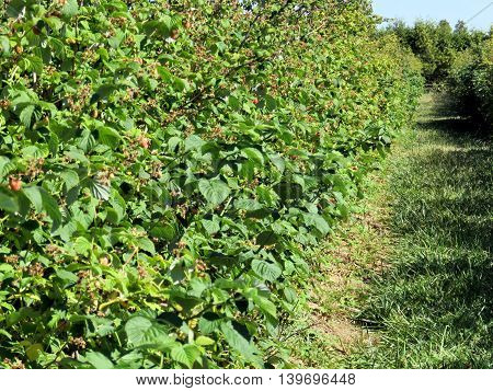 Raspberry plantation on field of the Whittamore's Farm in Markham Ontario 23 July 2016 Canada
