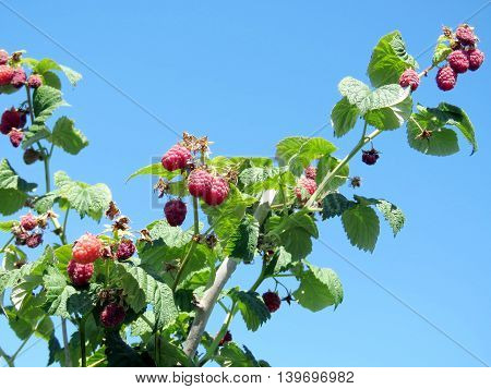 The raspberry branch on field of the Whittamore's Farm in Markham Ontario 23 July 2016 Canada