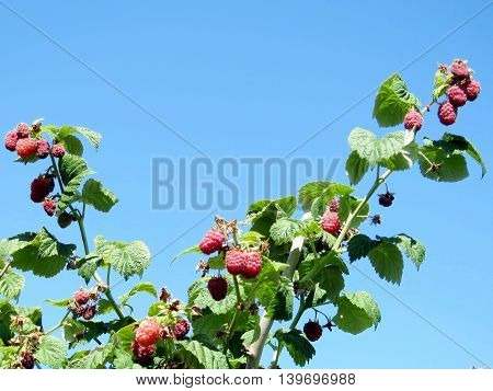 The raspberry branchs on field of the Whittamore's Farm in Markham Ontario 23 July 2016 Canada