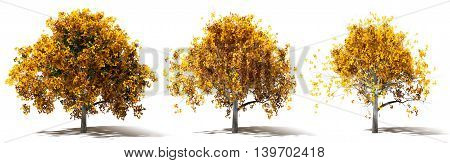 Three Autumn Marple Trees Renderings