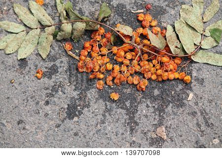 ripen cluster of wild rowan with green leaves lay smash on asphalt road