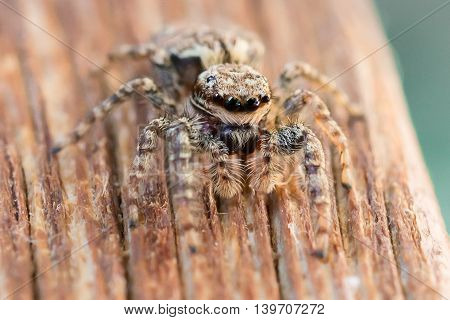 Detail shot of a little spider outdoor