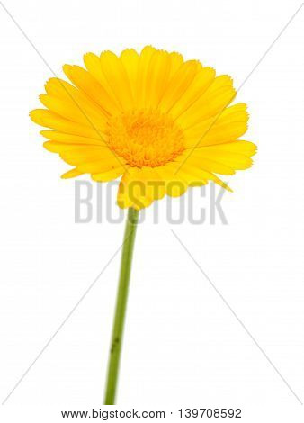 flowers yellow marigold isolated on white background