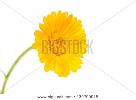 flowers yellow marigold isolated on white background