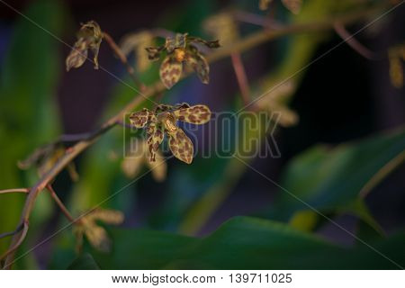 Photo Green Tropycal Orchid on the Blurred background. Wild Nature Flores. Horizontal Picture