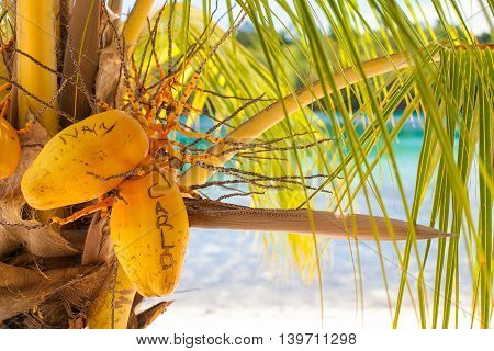 Photo Untouched Tropical Beach in Bali Island. Palm with fruits. Vertical Picture. Blurred Background. Closeup