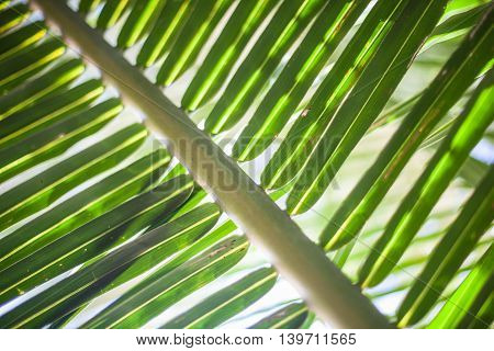 Macro photo Green Tropycal Palm on the Blurred background. Wild Nature Plant. Horizontal Picture. Closeup Image
