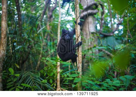 Photo Black Monkey Climbing in a Tree Jungle. Nature Background. Horizontal